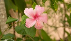 小木槿