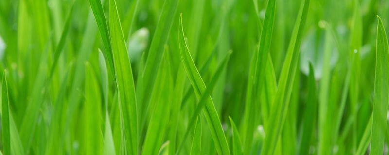 尖尾芋和滴水观音的区别