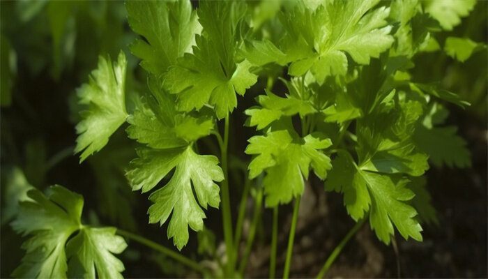 白花香菜 白花香菜