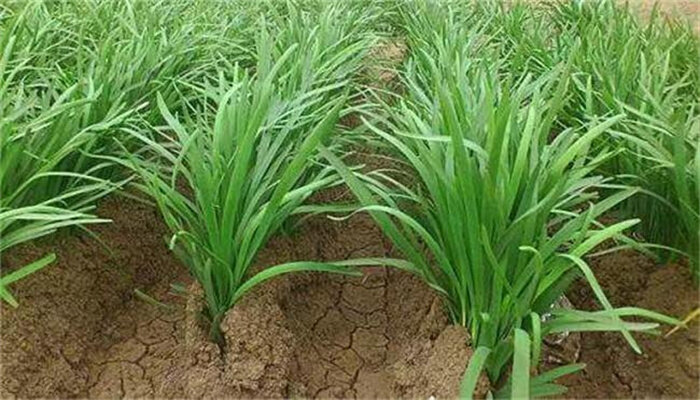 寿光独根红韭菜 寿光独根红韭菜