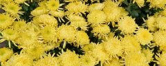菊花养殖方法和管理