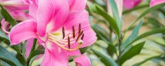 百合花开完花后怎么办