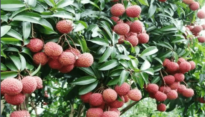 鸡嘴荔枝 鸡嘴荔枝