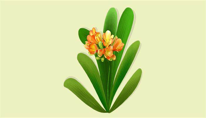 君子兰种子种植方法和种植时间 君子兰种子种植方法和种植时间