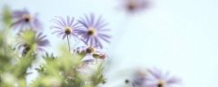 栀子花移栽注意事项