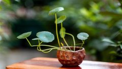 铜钱草