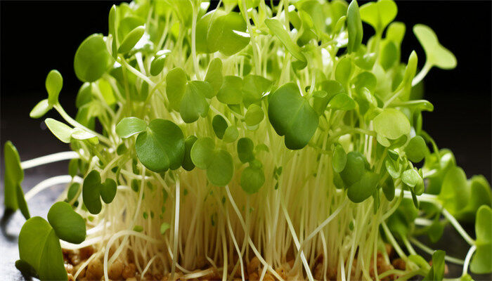 芽菜种植方法