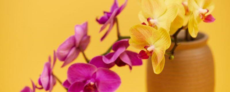 过年给花塞点钱 过年给花塞点钱