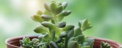 观音莲与红缘莲花掌的区别