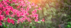 杜鹃花的养殖方法和注意事项