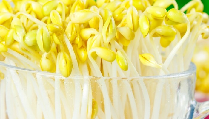 黄豆芽 黄豆芽
