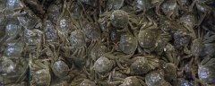 养螃蟹的最佳水深是多少