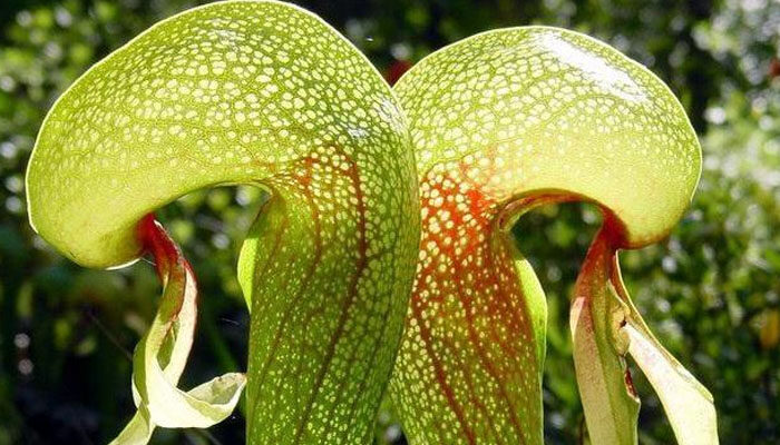 眼镜蛇瓶子草 眼镜蛇瓶子草