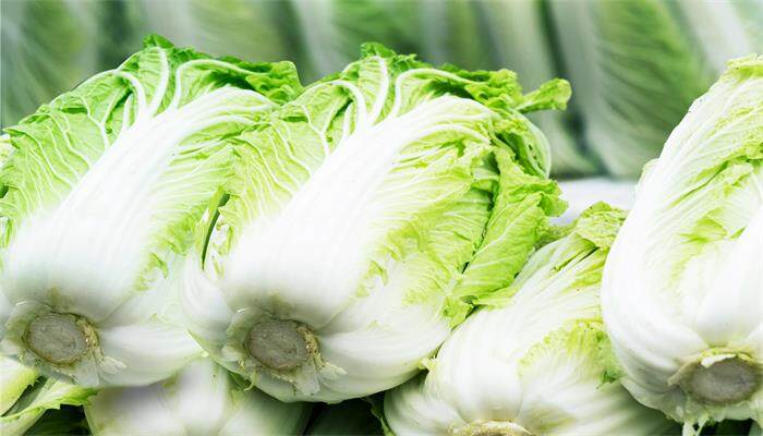 白菜 白菜