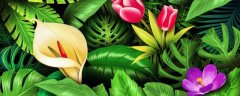 君子兰的特点