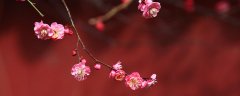 茶梅花怎么养殖方法