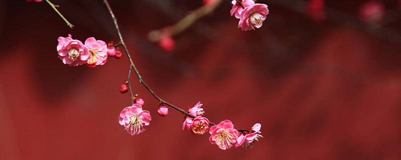 茶梅花怎么养殖方法 茶梅花怎么养殖方法