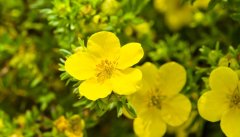 月见草