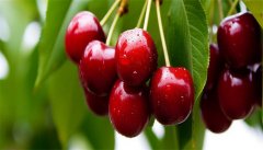 樱桃树修剪时间和方法