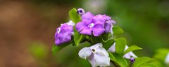 紫茉莉花花语