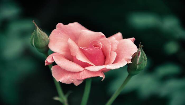 月季花叶子上有白霜是怎么回事 月季花叶子上有白霜是怎么回事
