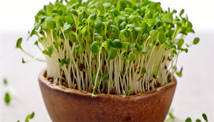 芽菜种植方法