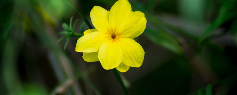 迎春花如何捆扎造型 迎春花如何捆扎造型