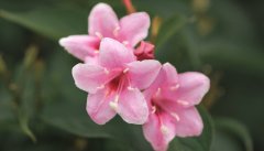 锦带花