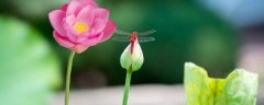 这3种花