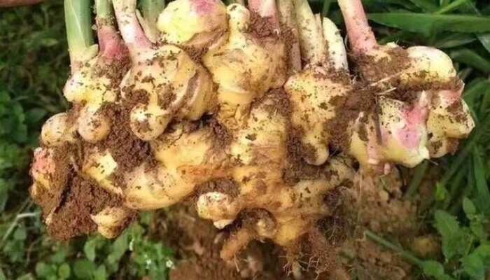 黄爪姜 黄爪姜