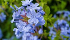 蓝花丹
