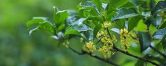 红色桂花树是什么品种