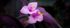 风信子开花后怎么养