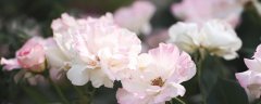 月季花怎么种