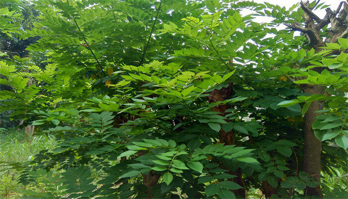 小叶紫檀的特点 小叶紫檀的特点