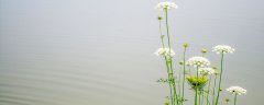 白芷种植技术
