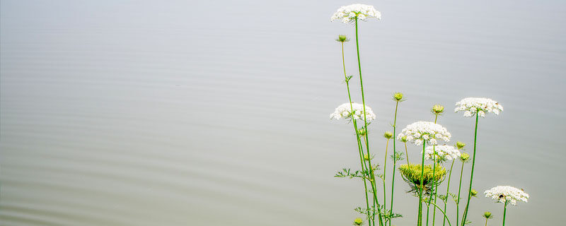 白芷种植技术 白芷种植技术