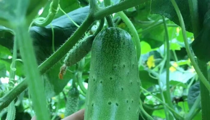 白黄瓜 白黄瓜