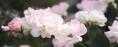 玉兰花图片（形态特征和养护方法简介）