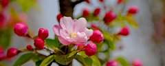 竹节海棠怎么养