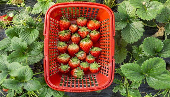 草莓怎么种植方法 草莓怎么种植方法