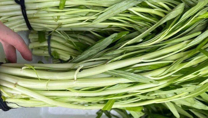 白茎细叶空心菜 白茎细叶空心菜
