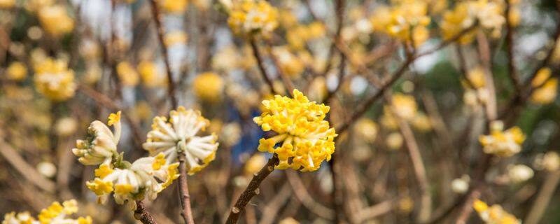 栀子花耐寒吗