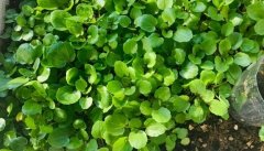 大叶豆瓣菜