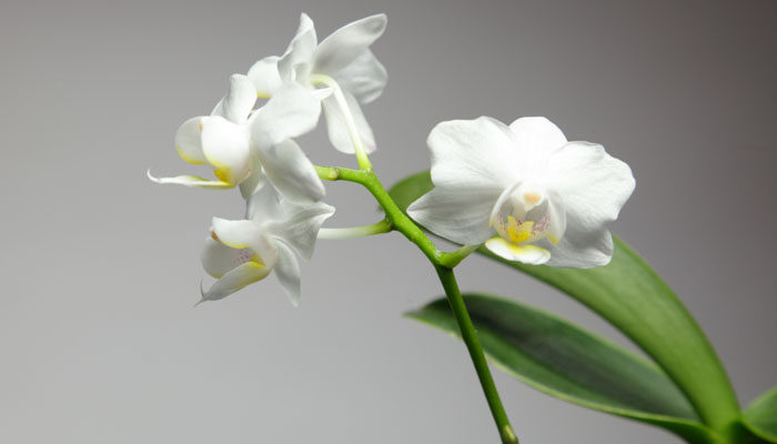 白兰花叶子有锈斑发黄掉叶子怎么办 白兰花叶子有锈斑发黄掉叶子怎么办