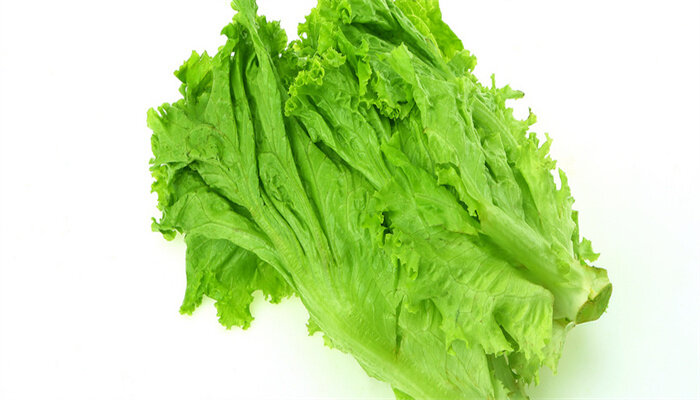 罗马生菜 罗马生菜