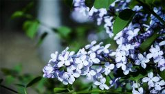 丁香花