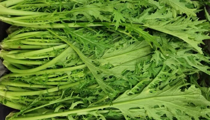 皱叶芥菜 皱叶芥菜