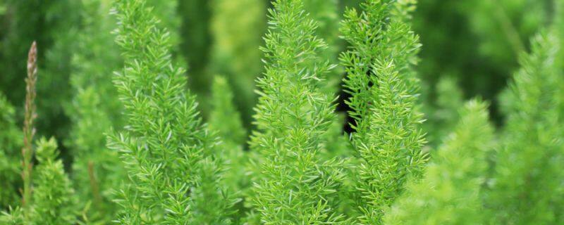 幸福树开花寓意着什么 幸福树开花寓意着什么