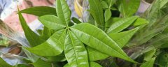 绿植养护知识和方法